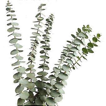 Frisch Duftender Eukalyptusstrauß, Naturgetreue Blätter Für Entspannenden Duft Und Lange Haltbarkeit, Ideal Für Die Dekoration Von Wohn- Und Geschäftsräumen (12 Stiele Aus Natürlichem Eukalyptus)
