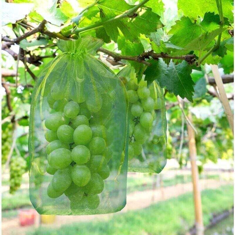 Grüne Organza-schutzbeutel Für Weintrauben, 100 Stück, 30 X 20 Cm, Wespen- Und Vogelsicher - Ulisem