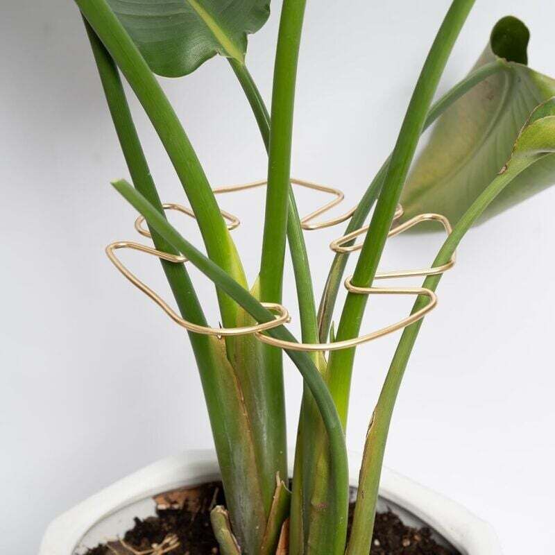 [neuwertig]monstera-pflanzenstammstütze, 5er-packung, Langlebige Und Stabile Stütze, Einzigartiges Design, Geeignet Für Kletterpflanzen, Ideal Zur Förderung Eines Kräftigen Pflanzenwachstums (gold).