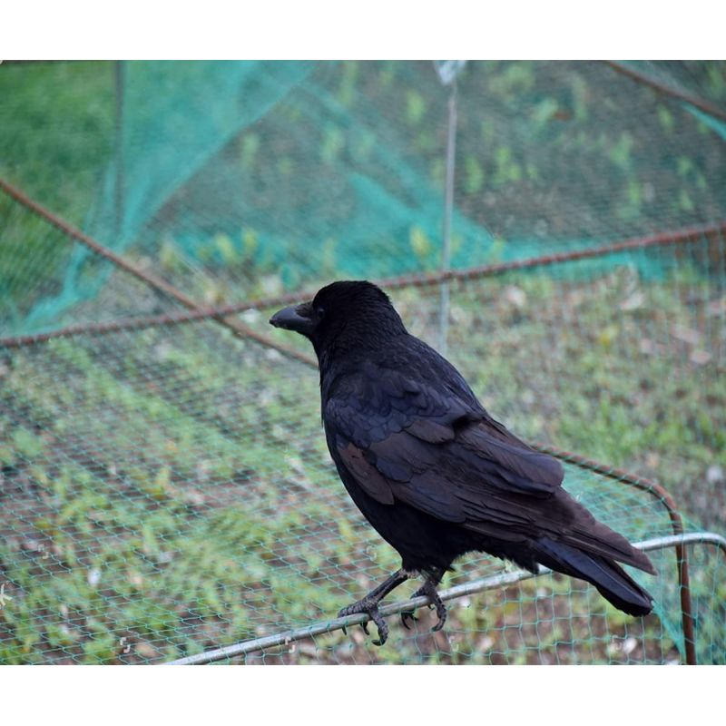 2 Stück Vogelschutznetze (10 M X 4 M), Geeignet Für Obstbäume Und Gemüse, Zum Schutz Vor Vogelfraß, Maschenweite 15 Mm.