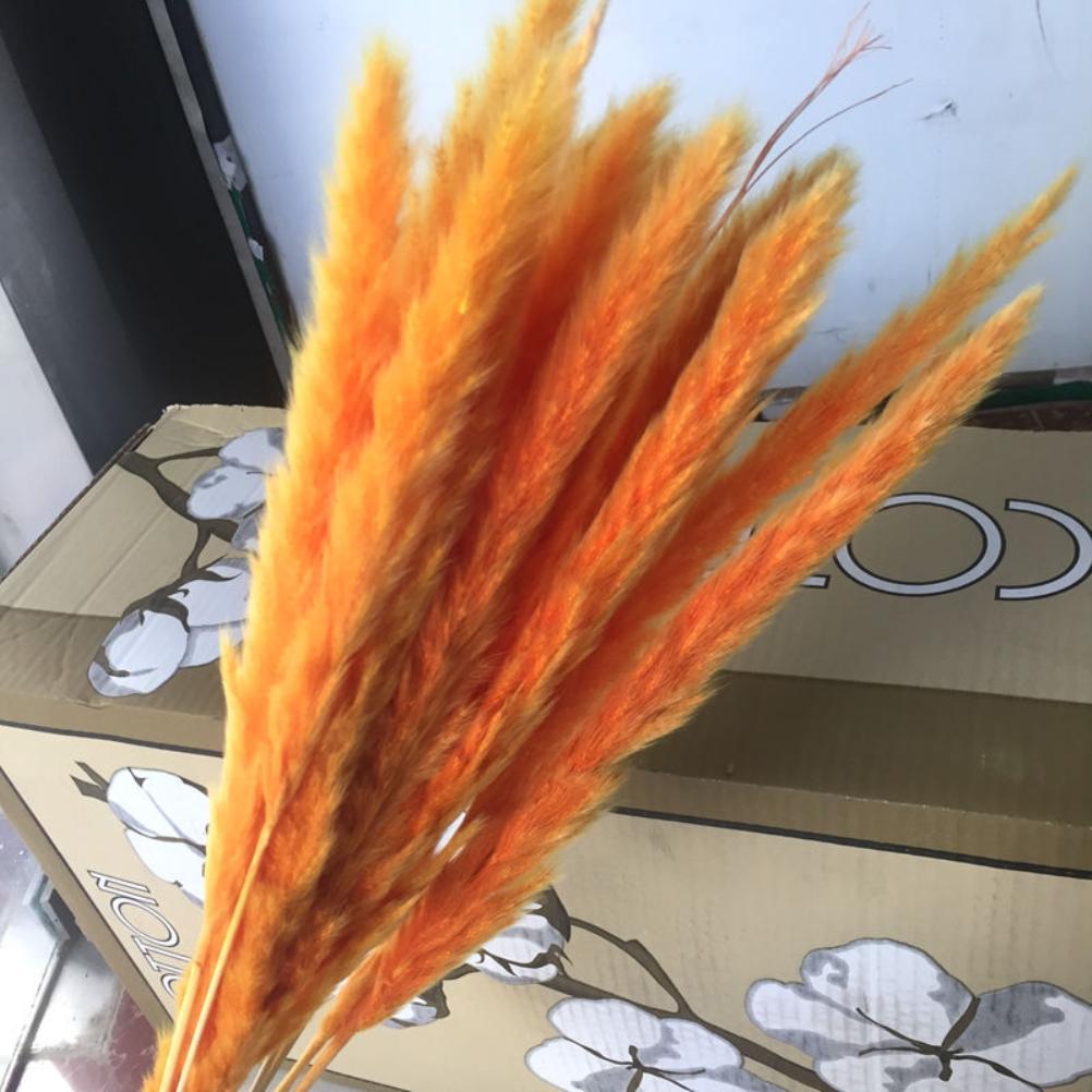 Getrocknetes Pampasgras (phragmites) – Natürliche Dekoration