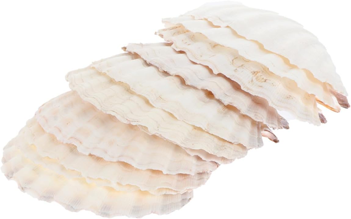 Muschelschalen 12 Stück 10 13 Cm Zum Backen Und Grillen