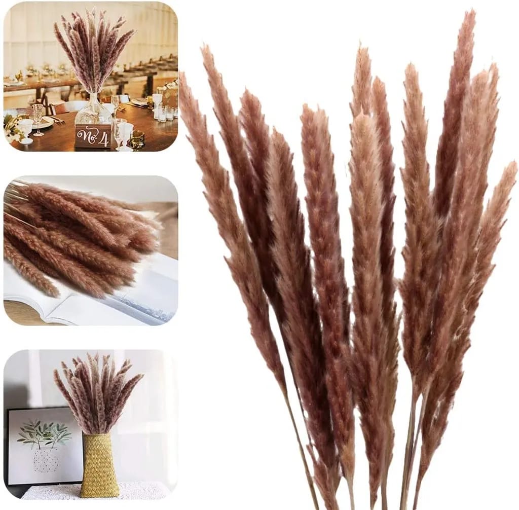 Pampasgras, Natš¹rliche Pampasgras Getrocknet Pampas Gras Phragmites Trockenblumen Blumenstrau Deko Fš¹r Hause Wohnzimmer Inneneinrichtungen Fotografie Hotel Hochzeit 60cm