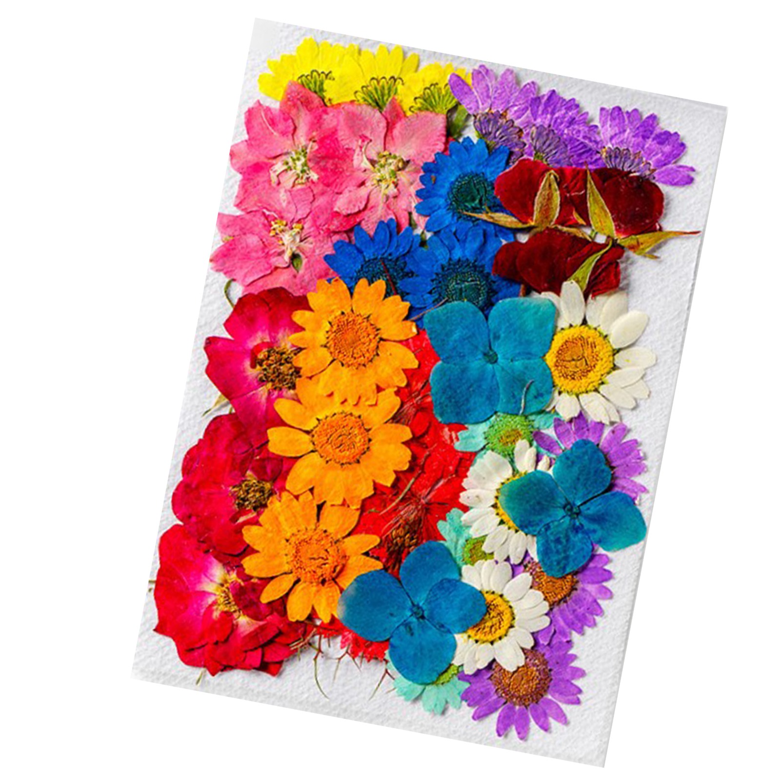 36 Getrocknete Blumen In Verschiedenen Formen Und Farben, Aus Naturmaterialien. Vielseitig Einsetzbar Für Dekoration Und Bastelarbeiten.