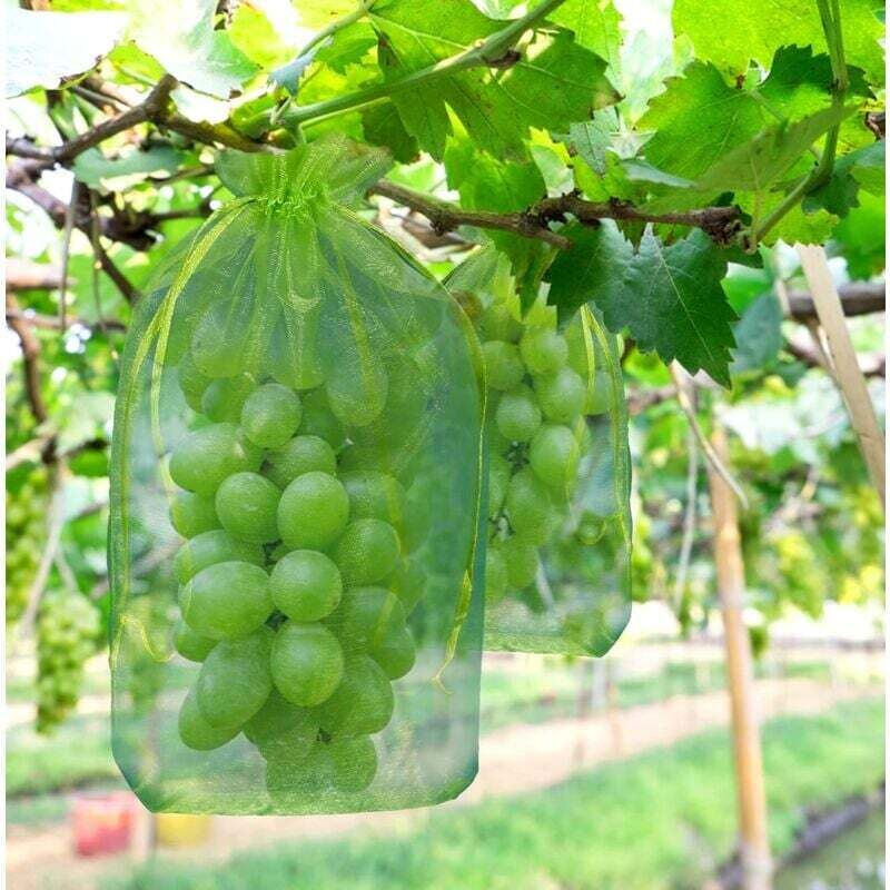 Packung Mit 100 Grünen Organza-schutzbeuteln Für Weintrauben, 30 X 20 Cm, Wiederverwendbar, Vogel- Und Wespensicher