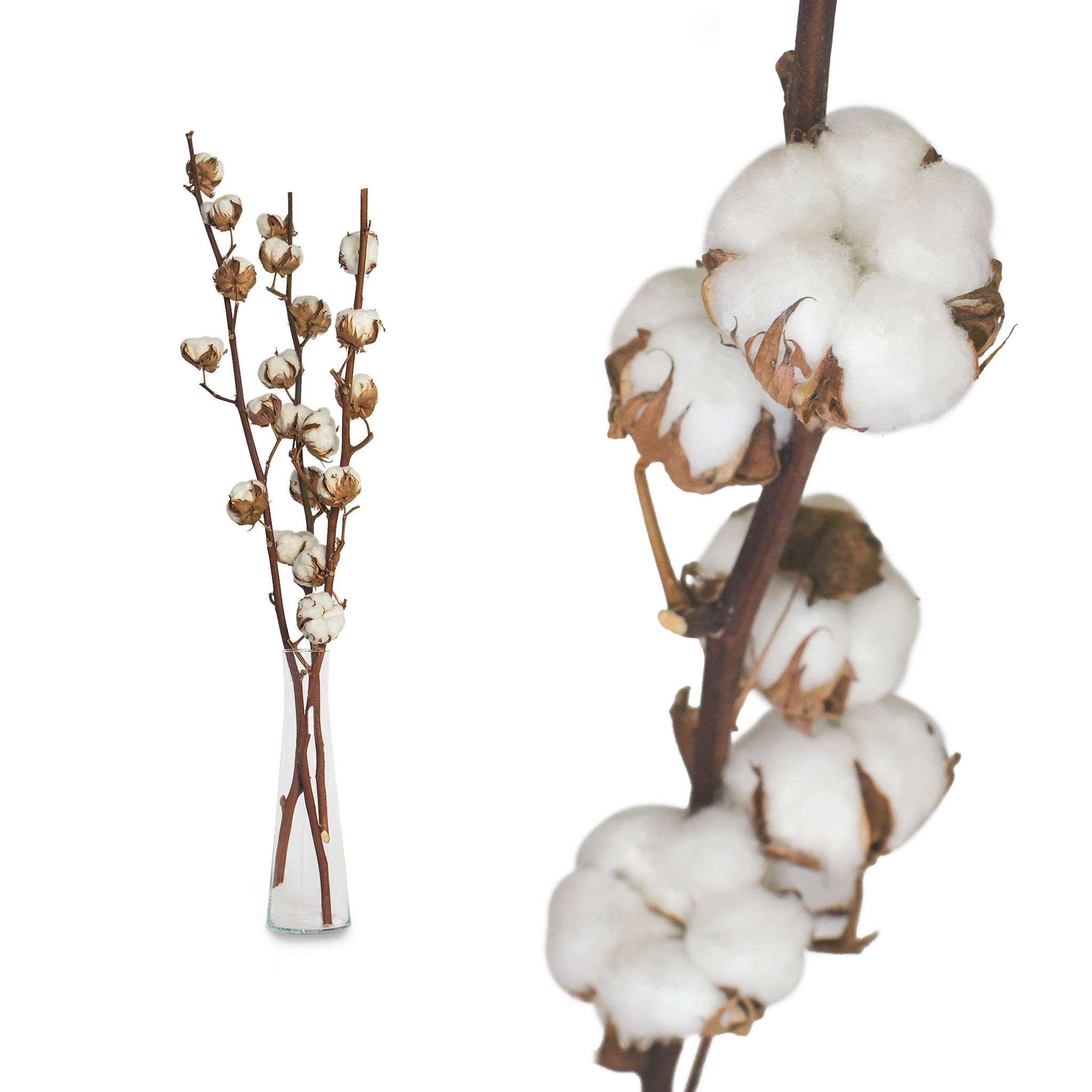 Natürliche Getrocknete Baumwollblüten, Baumwollstängel, Naturblumen, Künstliche Baumwollzweige, Künstliche Pflanzen, Dekoration Für Balkon, Wohnung, Tisch, Blumenarrangement