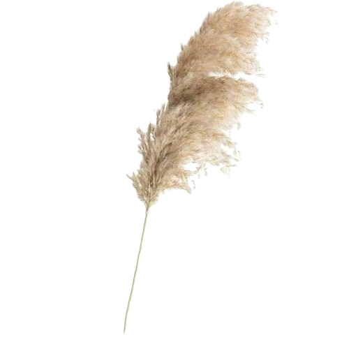 Set Mit 20 Getrockneten Pampasgras-dekorationen, 55 Cm Große Trockenblumen, Für Indoor- Und Hochzeitsfotografie (braun)