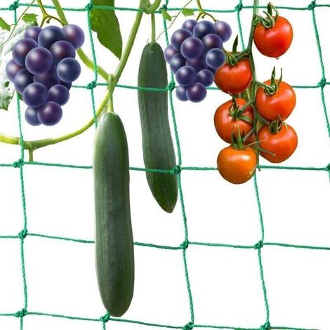 Ranknetz Für Kletterpflanzen – 5 M × 2 M, Ideal Für Tomaten, Gurken, Gemüse Und Weinreben Im Gemüsegarten