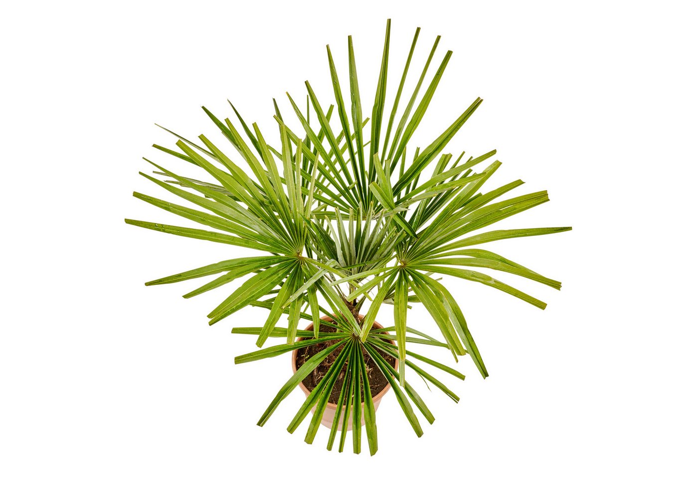 Meine Orangerie Baum Trachycarpus - Chinesische Hanfpalme - Trachycarpus Fortunei, Palme frosthart bis -15°C, pflegeleichte und winterharte Gartenpalme