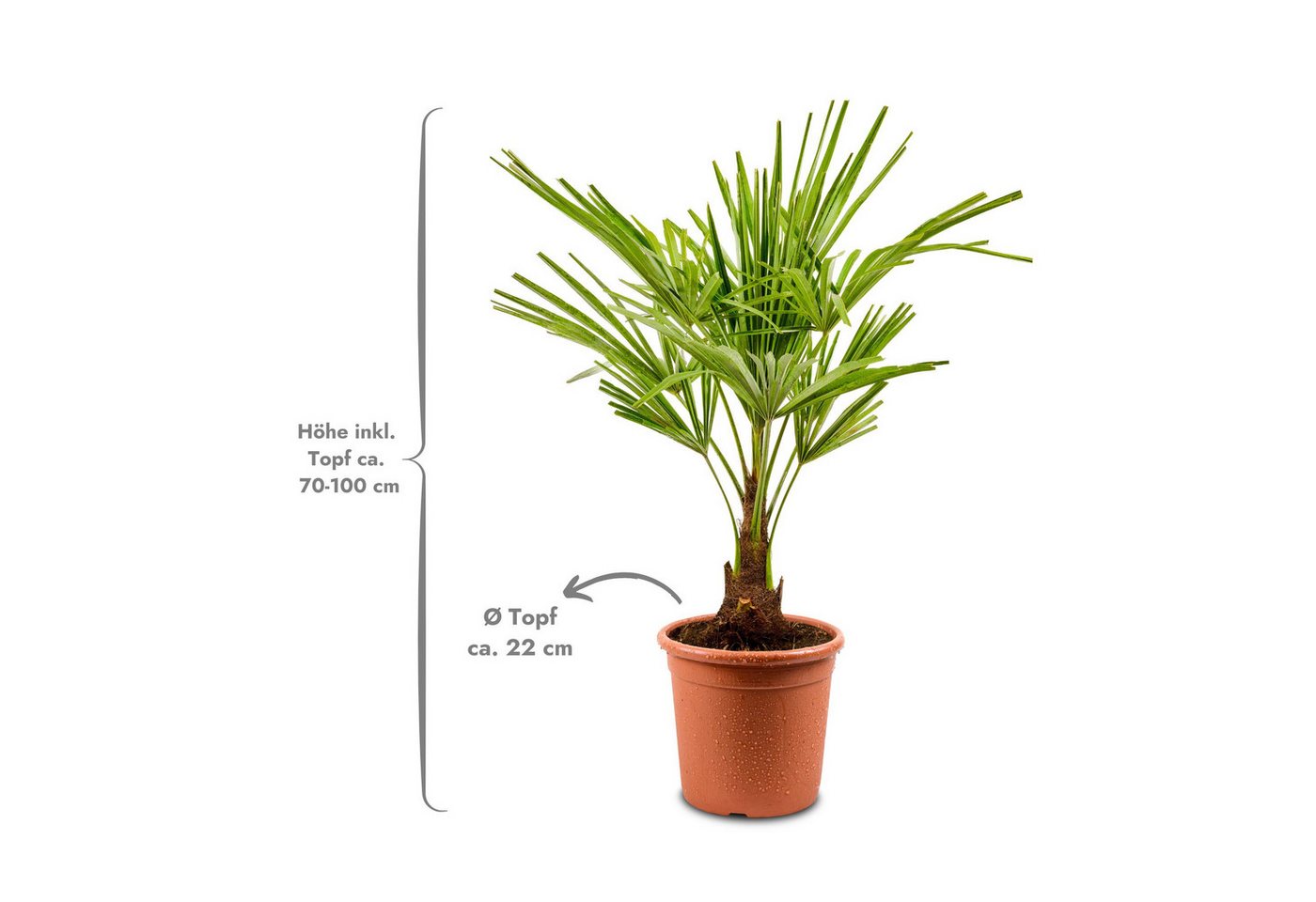 Meine Orangerie Baum Trachycarpus - Chinesische Hanfpalme - Trachycarpus Fortunei, Palme frosthart bis -15°C, pflegeleichte und winterharte Gartenpalme Bild 2