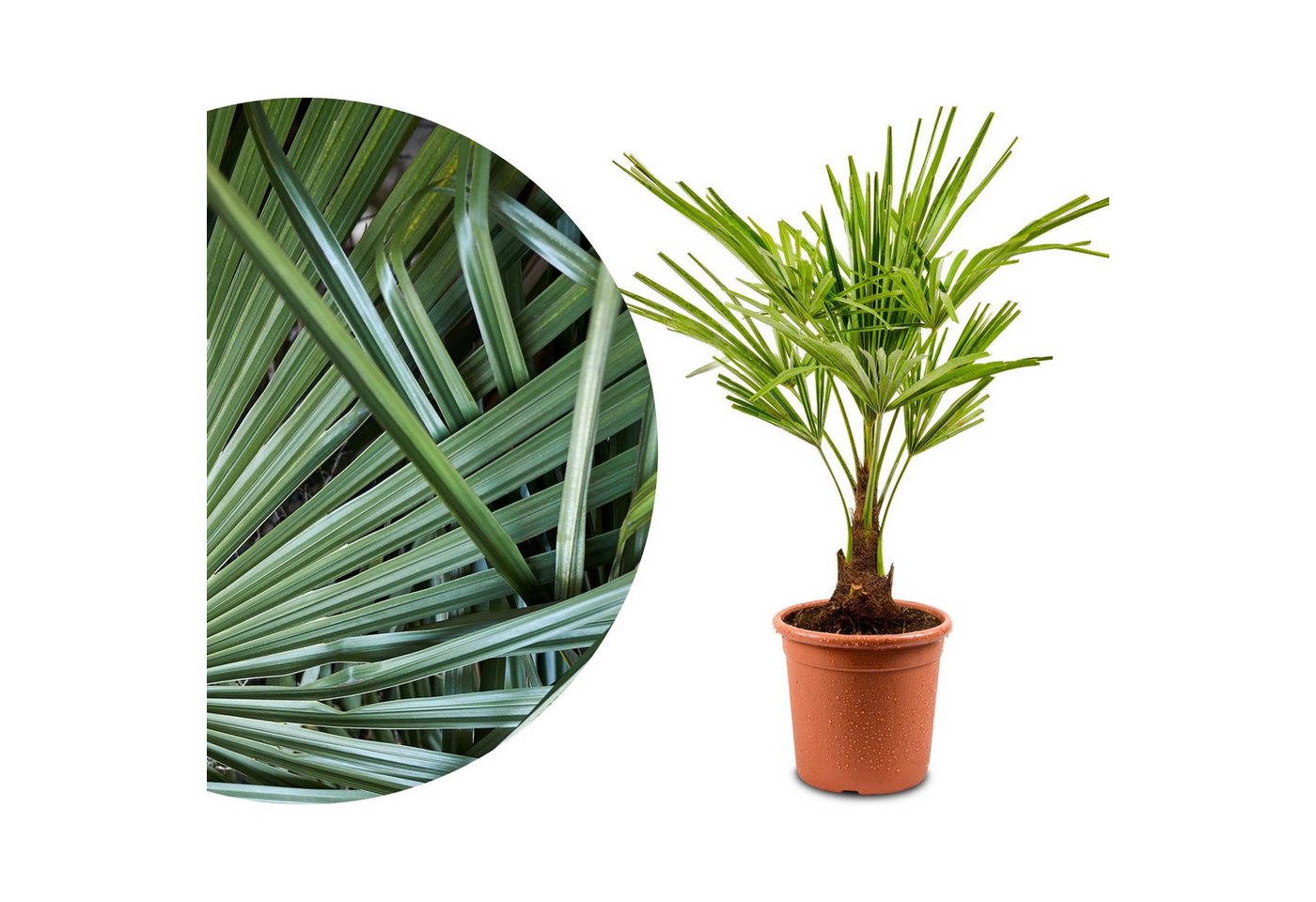 Meine Orangerie Baum Trachycarpus - Chinesische Hanfpalme - Trachycarpus Fortunei, Palme frosthart bis -15°C, pflegeleichte und winterharte Gartenpalme Bild 3