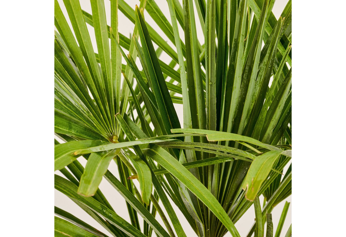 Meine Orangerie Baum Trachycarpus - Chinesische Hanfpalme - Trachycarpus Fortunei, Palme frosthart bis -15°C, pflegeleichte und winterharte Gartenpalme Bild 4
