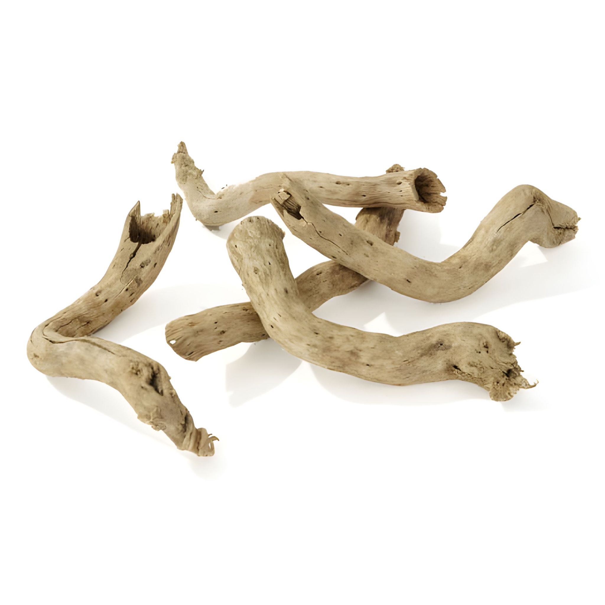 Getrocknete Mini-wurzeln, 10 Stück Im Glas, Floristengröße 7-12 Cm
