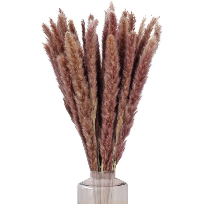 30 Stück Getrocknete Pampasgras Dekoration 60cm Strauß Trockenblumen Natur Deko Braun Phragmites Künstliche Pampas Pflanze Für Hochzeit Vase Innenbereich Haus Küche Balkon