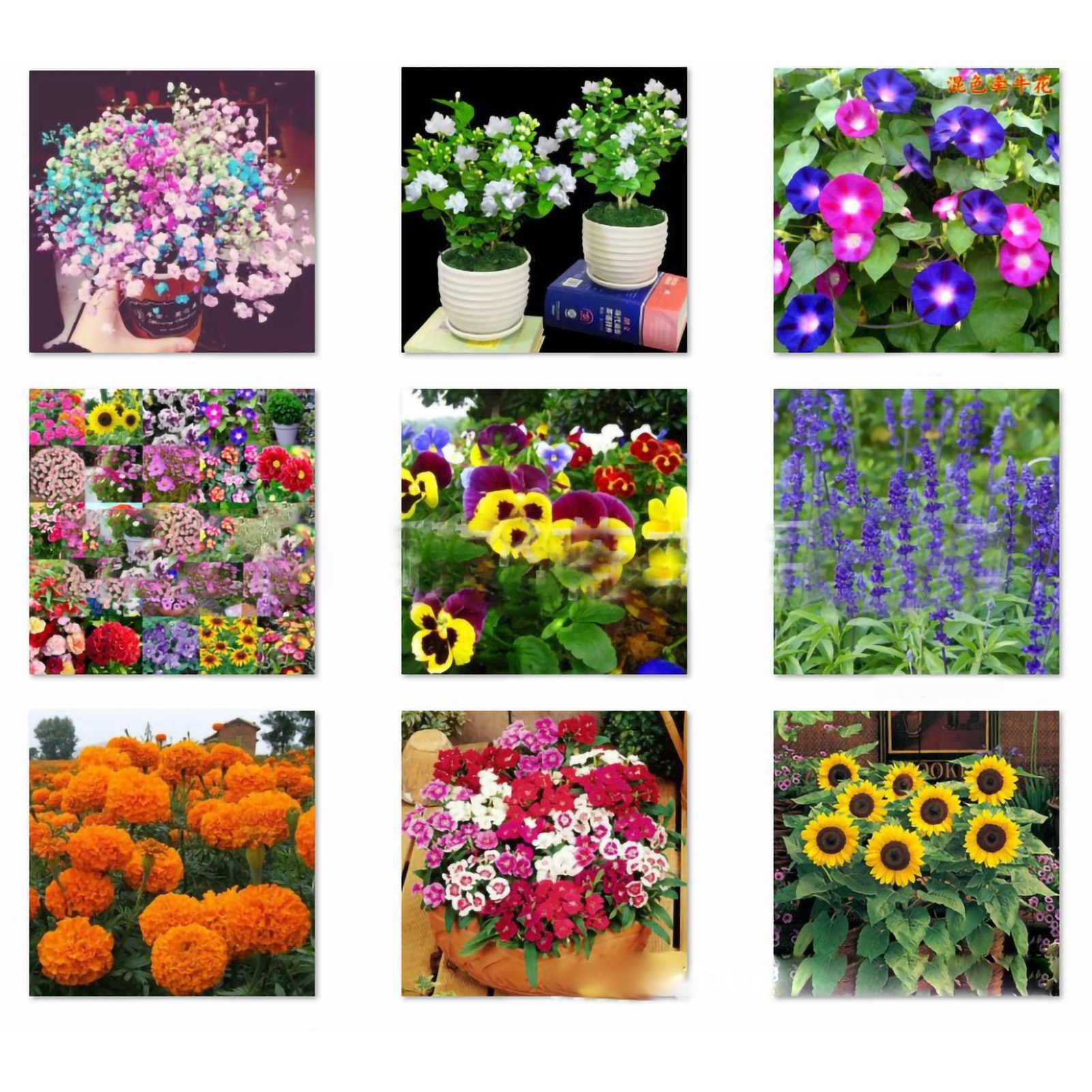 50 Samen Der Duftenden Gardenie (kapjasmin), Topfpflanze Für Balkon Oder Garten.