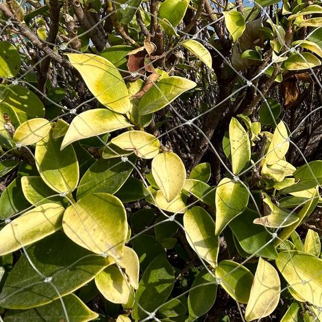 Vogelschutznetz 5 M X 5 M – Schutz Für Balkone, Gärten Und Obstbäume – Hält Tauben Fern, Geeignet Für Hühnerställe Und Volieren – Strapazierfähig