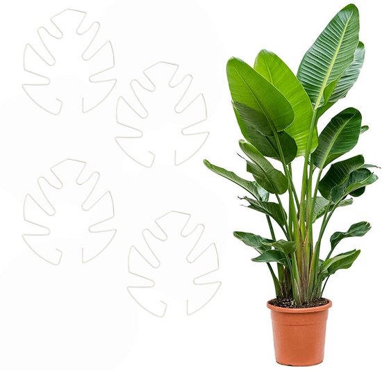 Monstera Pflanzenstützen Pflanzenkäfige Stützrahmen Runde Stützringe Kletterhilfen 4 Teiliges Set 14 X 16 Cm Robust Und Langlebig Wiederverwendba