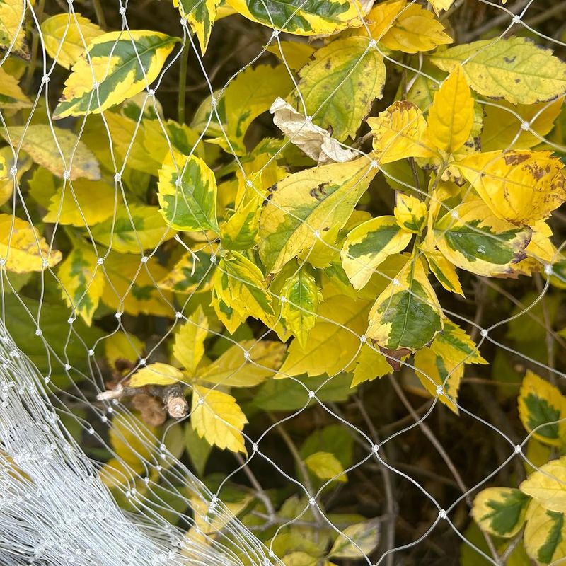 Weißes Vogelschutznetz, Vogelschutznetz, Volieren- Und Hühnerstallnetz, Katzen- Und Taubenschutznetz, Geeignet Zum Schutz Von Balkonen, Obstbäumen Und Gärten (3 M X 10 M)