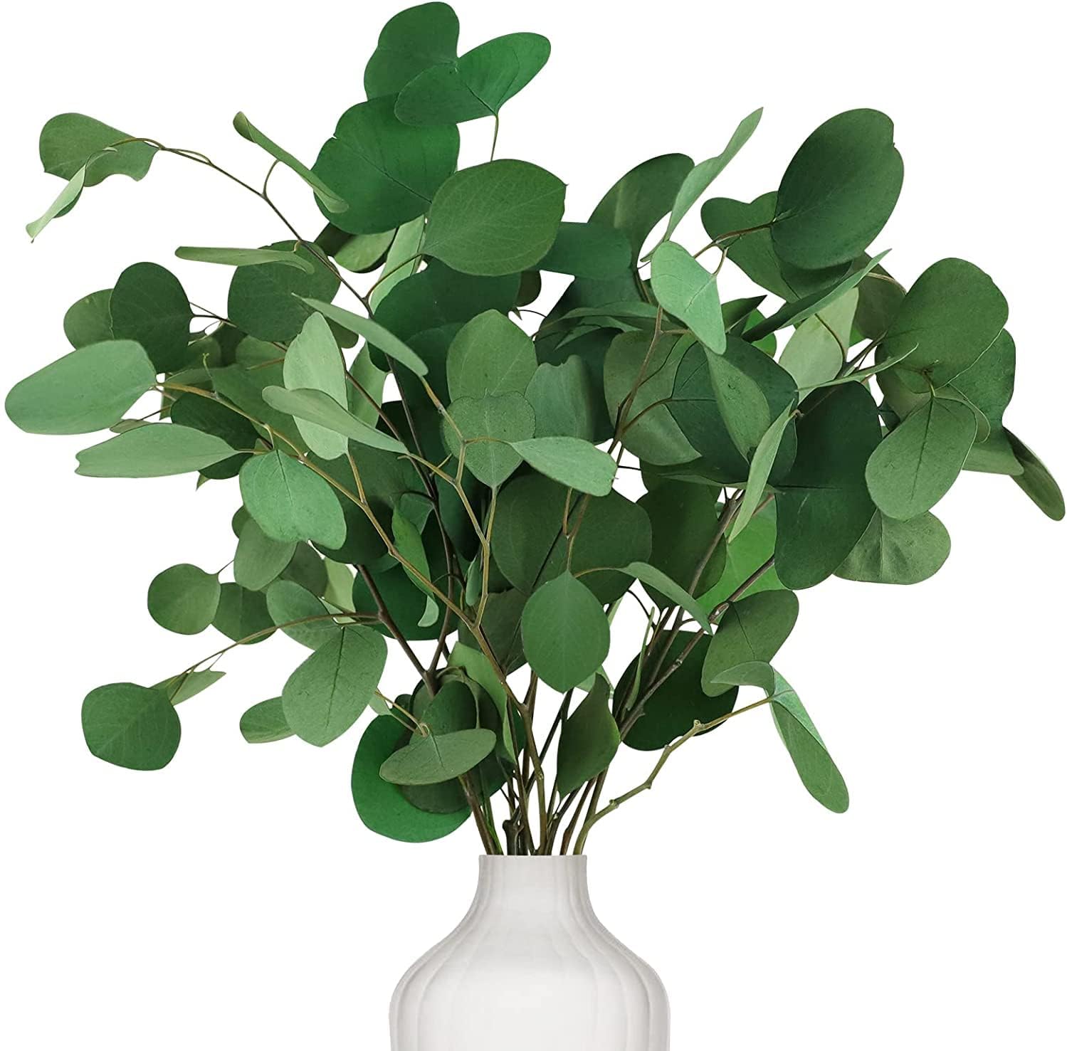 Eukalyptus Getrocknet Für Deko, Natürliche Echt Eucalyptus 15-17''