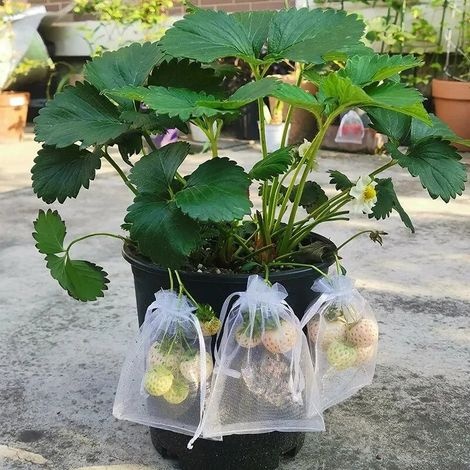 Schutzbeutel Für Obst Und Erdbeeren, 100 Stück, Gartennetz Mit Kordelzug, Vogelsichere Agrarbeutel Für Gemüse Und Obstplantagen