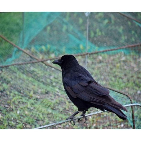 Stück Vogelschutznetze (10 M X 4 M), Geeignet Für Obstbäume Und Gemüse, Zum Schutz Vor Vogelfraß, Maschenweite 15 Mm.