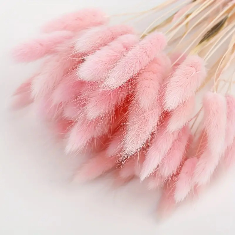Ein Strauß Aus 60 Getrockneten Rosa Pampasblumen – Eine Natürliche Dekoration Im Bohème-stil, Perfekt Für Hochzeiten Und Geburtstage.