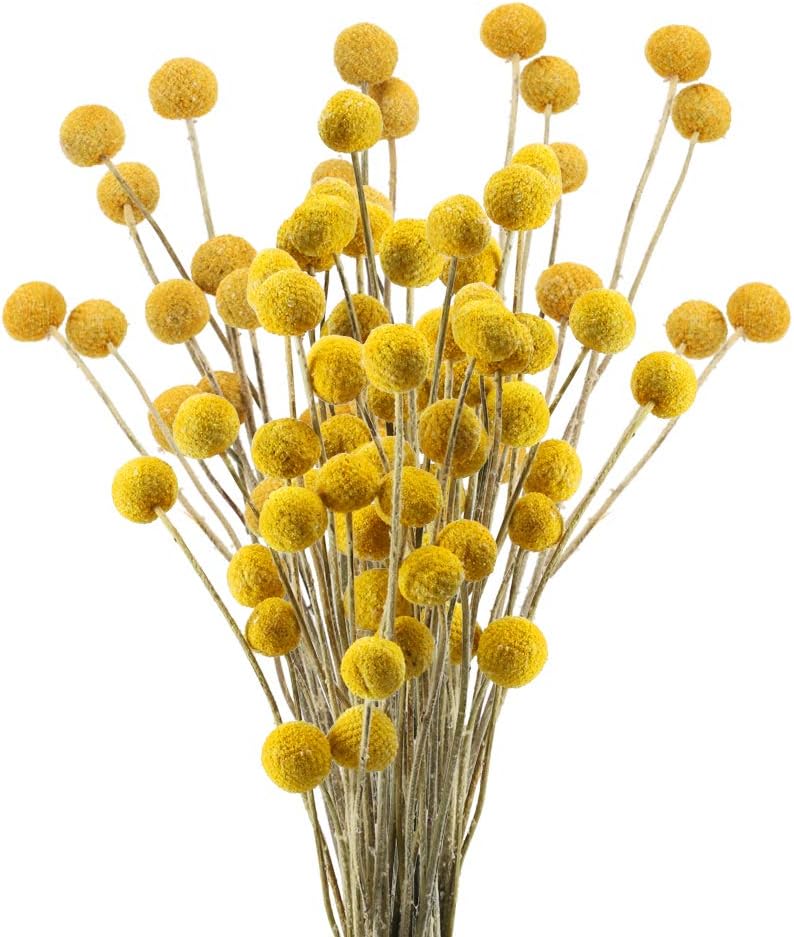 40 Stängel Natürliche Getrocknete Blumen Getrocknete Craspedia Blumen Billy Button Balls Blumenstrauß Für Weihnachtshochzeit Winter Home Blumendekoration