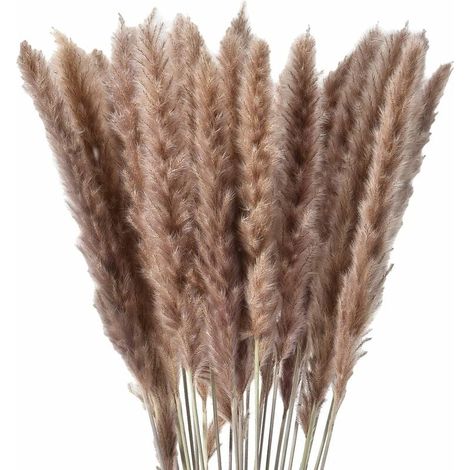 30 X Natürlich Getrocknetes Pampasgras, Getrocknete Blumen