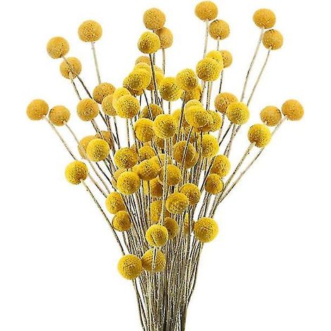 40 Stiele Getrockneter Naturblumen, Craspedia-trockenblumen, Blumenstrauß Aus Billy Button Balls