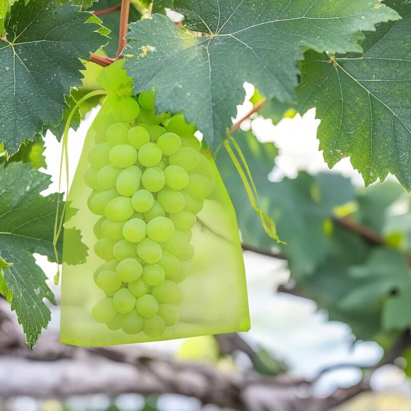 50 Stück 20x30cm Traubenschutzbeutel, Grüner Obstschutzbeutel Mit Kordelzug, Transparenter Organzabeutel