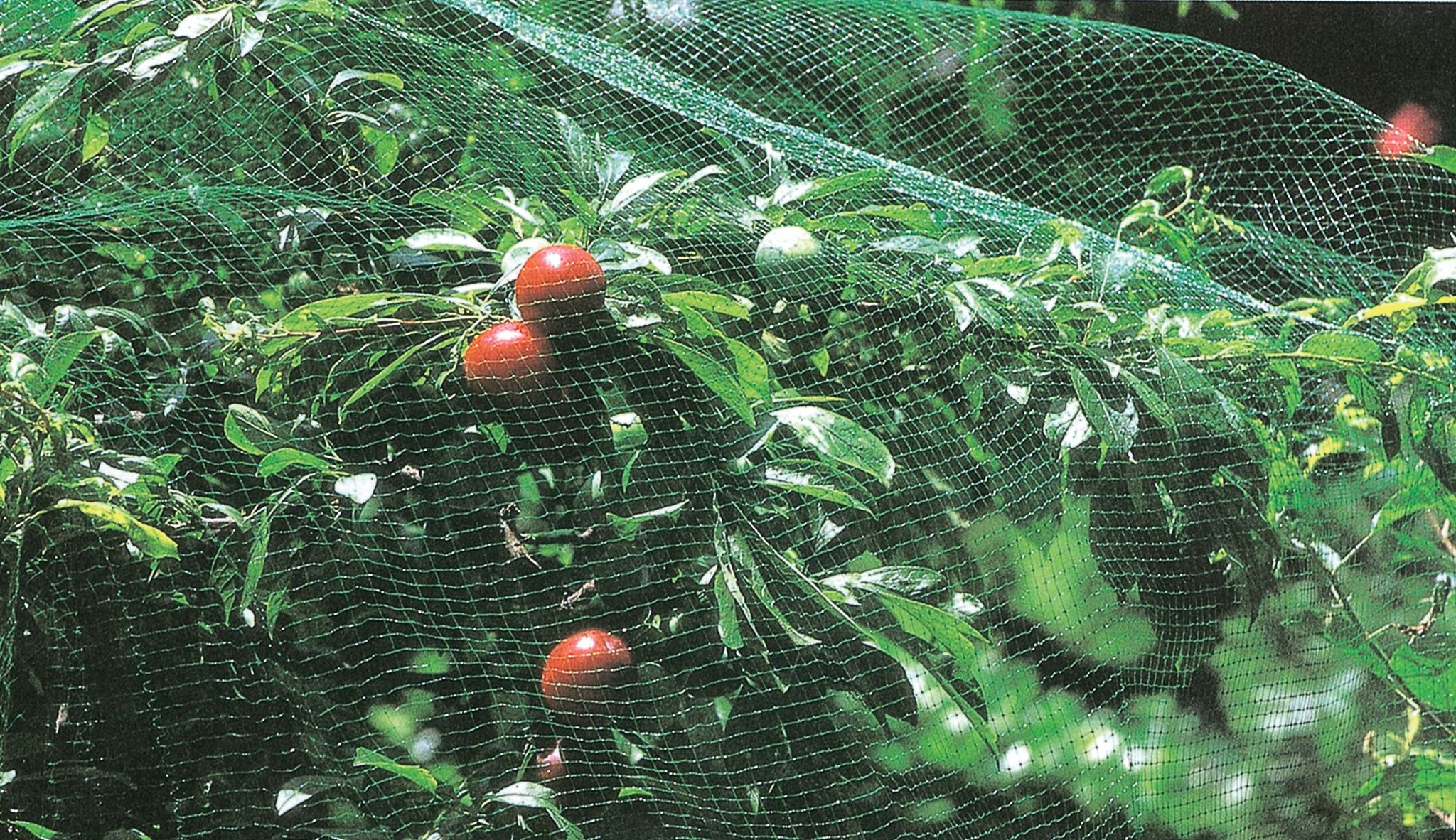 Vogelschutznetz Mesh Mm.12x10,höhe Cm.200,rolle 10 Mtl.
