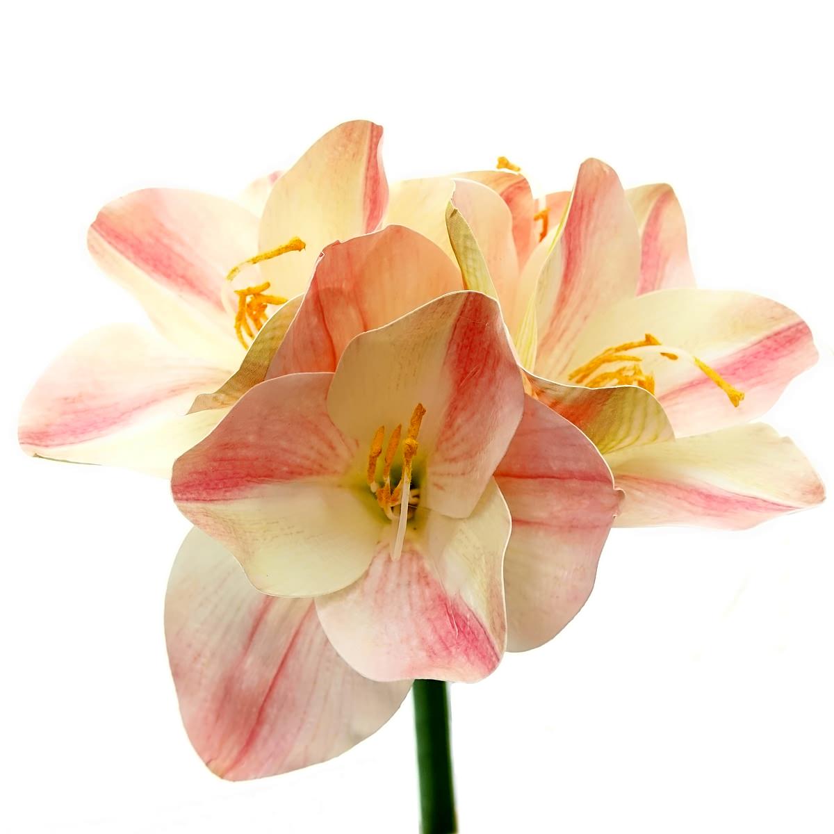Gasper - Prächtige Amaryllis Zweifarbig Creme & Rosa - Stiellänge 56 Cm - Kunstblumen