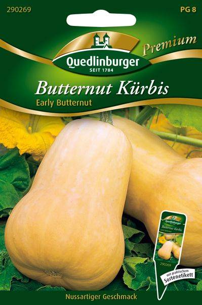 Quedlinburger Butternut Kürbis Early Buttern - Gemüsesamen