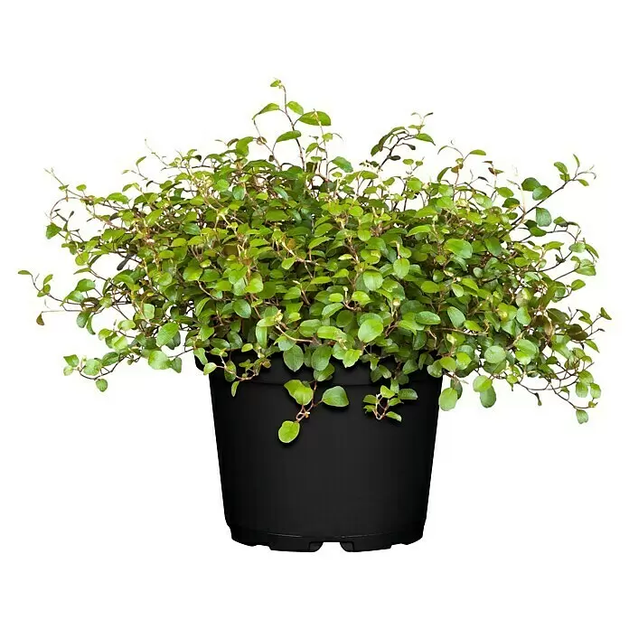 Piardino Drahtwein (Muehlenbeckia complexa, Topfgröße: 13 cm)