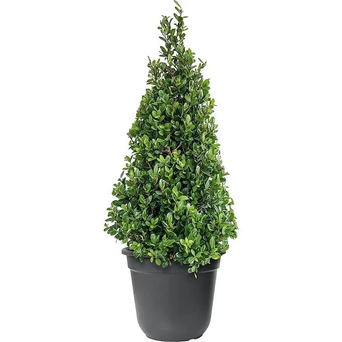 Piardino Japan-Stechpalme (Illex crenata Jenny Pyramide, Aktuelle Wuchshöhe: 60 cm - 80 cm)