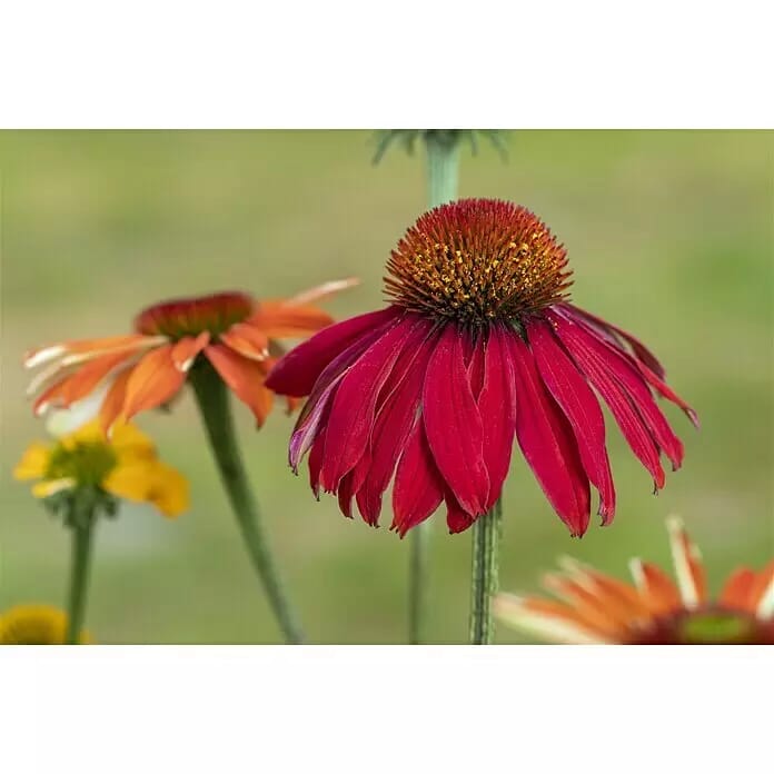 Piardino Sonnenhut (Echinacea purpurea verschiedene Sorten, Topfvolumen: 5 l)