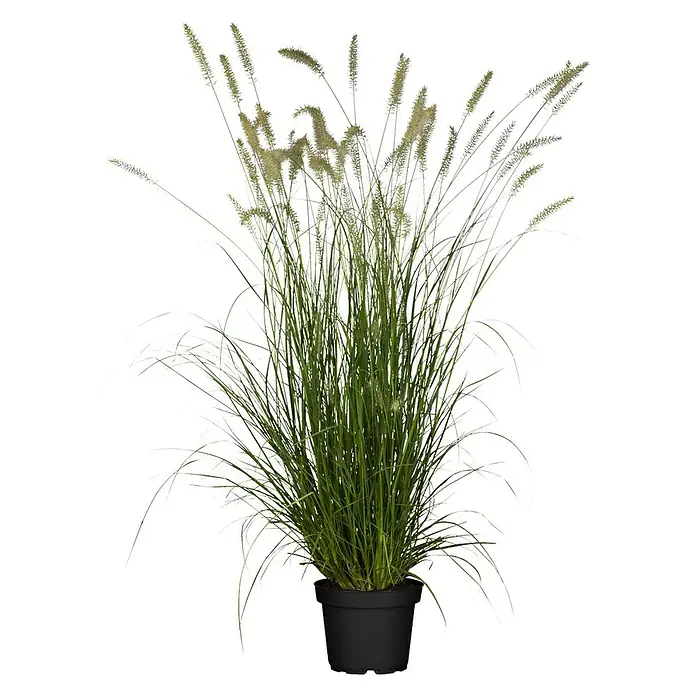 Piardino Federborstengras (Pennisetum alopecuroides 'Hameln')