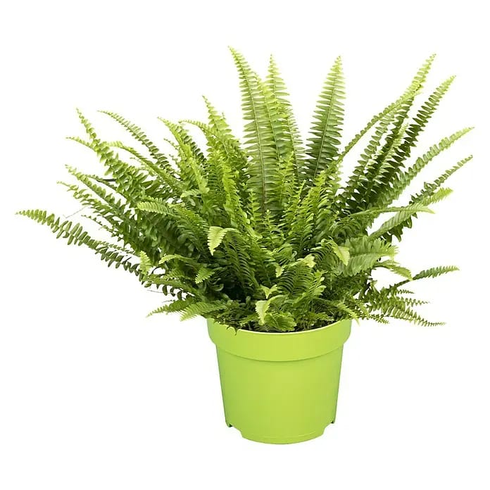 Piardino Schwertfarn (Nephrolepis exaltata Green Lady, Topfgröße: 17 cm, Mittelgrün)