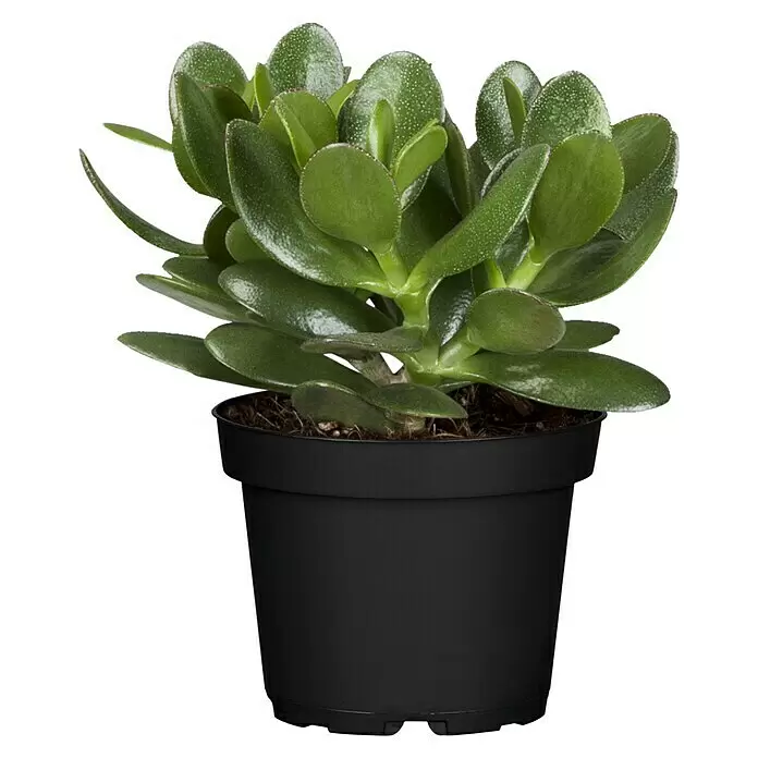 Piardino Geldbaum (Crassula ovata 'Magical Tree', Dunkelgrün)