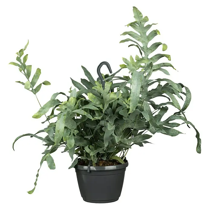 Piardino Goldtüpfelfarn (Phebodium aureum, Topfgröße: 18 cm)