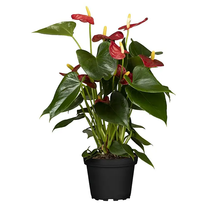 Piardino Flamingoblume (Anthurium andreanum, Topfgröße: 12 cm, Dunkelrot)