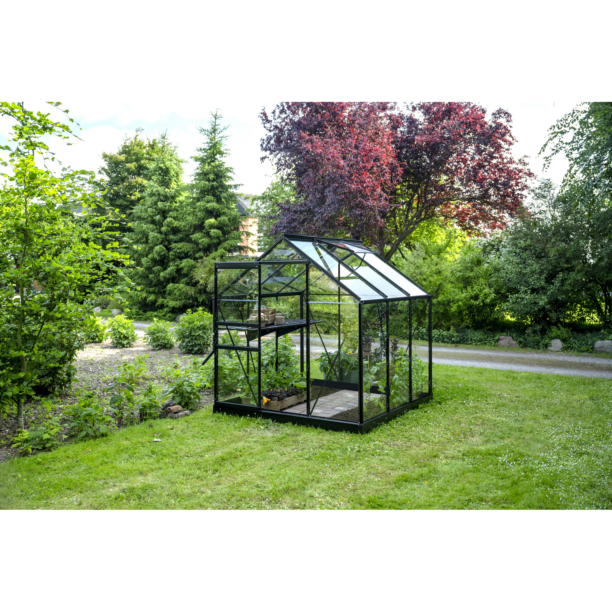 Halls Gewächshaus 'Popular 66' 193 x 195 cm mit 3 mm Sicherheitsglas schwarz