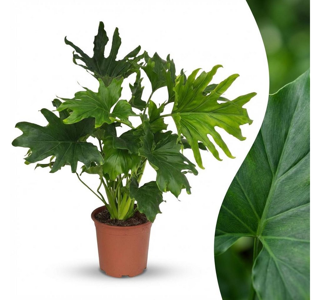 Florora Zimmerpflanze Philodendron - 70 cm – Topf 19 cm