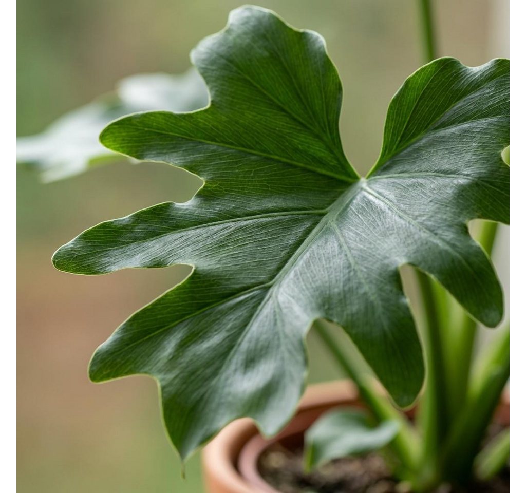 Florora Zimmerpflanze Philodendron - 70 cm – Topf 19 cm Bild 2