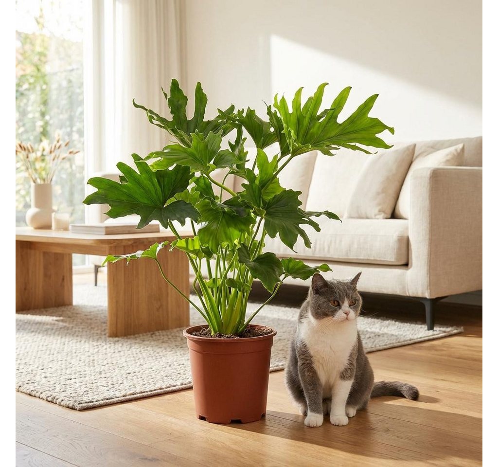 Florora Zimmerpflanze Philodendron - 70 cm – Topf 19 cm Bild 3