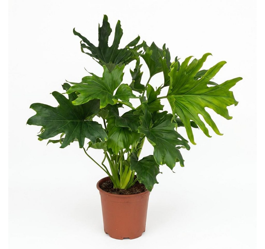 Florora Zimmerpflanze Philodendron - 70 cm – Topf 19 cm Bild 4