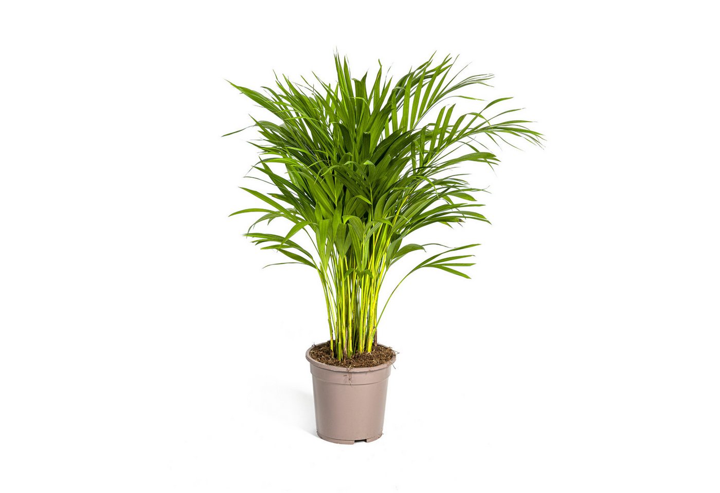 Exotenherz Zimmerpflanze Goldfruchtpalme - Dypsis lutescens - Areca - Solitärpflanze