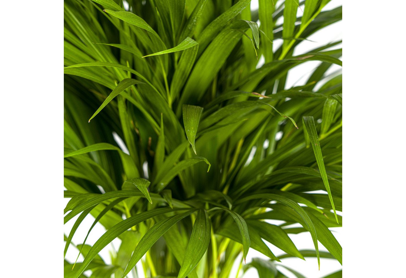 Exotenherz Zimmerpflanze Goldfruchtpalme - Dypsis lutescens - Areca - Solitärpflanze Bild 2