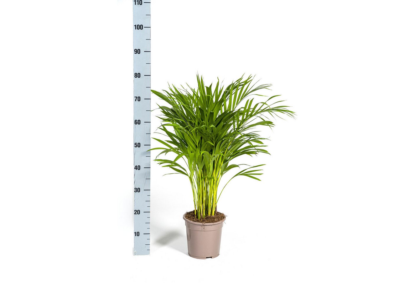 Exotenherz Zimmerpflanze Goldfruchtpalme - Dypsis lutescens - Areca - Solitärpflanze Bild 3