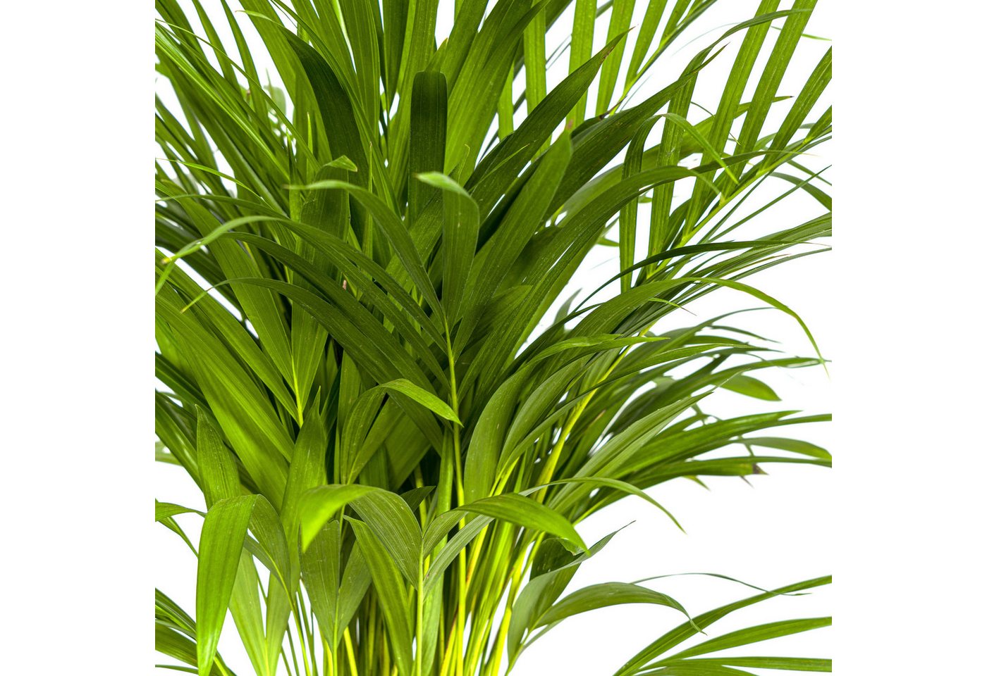Exotenherz Zimmerpflanze Goldfruchtpalme - Dypsis lutescens - Areca - Solitärpflanze Bild 4